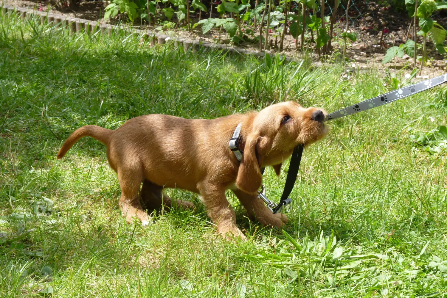 Een Basset fauve de Bretagne puppy kopen betekent verantwoordelijkheid nemen! Basset fauve de Bretagne puppy's te koop.