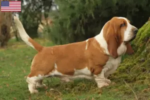 Lees meer over het artikel Basset Hound fokkers en puppy’s in de VS