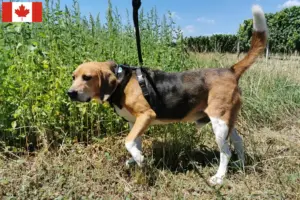 Lees meer over het artikel Beagle Harrier fokkers en pups in Canada