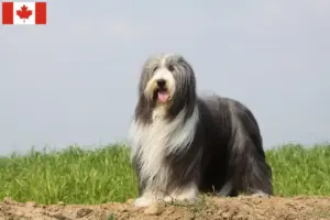 Lees meer over het artikel Baard Collie fokkers en pups in Canada