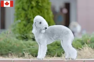 Lees meer over het artikel Bedlington Terrier fokkers en pups in Canada