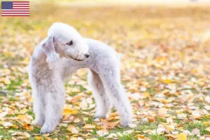 Lees meer over het artikel Bedlington Terrier fokkers en pups in de VS