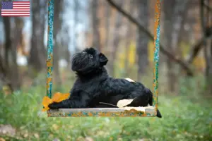Lees meer over het artikel Belgische dwerg Griffon fokkers en puppy’s in de VS