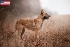 Lees meer over het artikel Belgische Herder fokkers en puppy’s in de VS