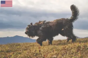 Lees meer over het artikel Bergamasco Herdershonden Fokkers en Puppies in de Verenigde Staten