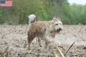 Lees meer over het artikel Berger de Picardie fokkers en pups in de VS