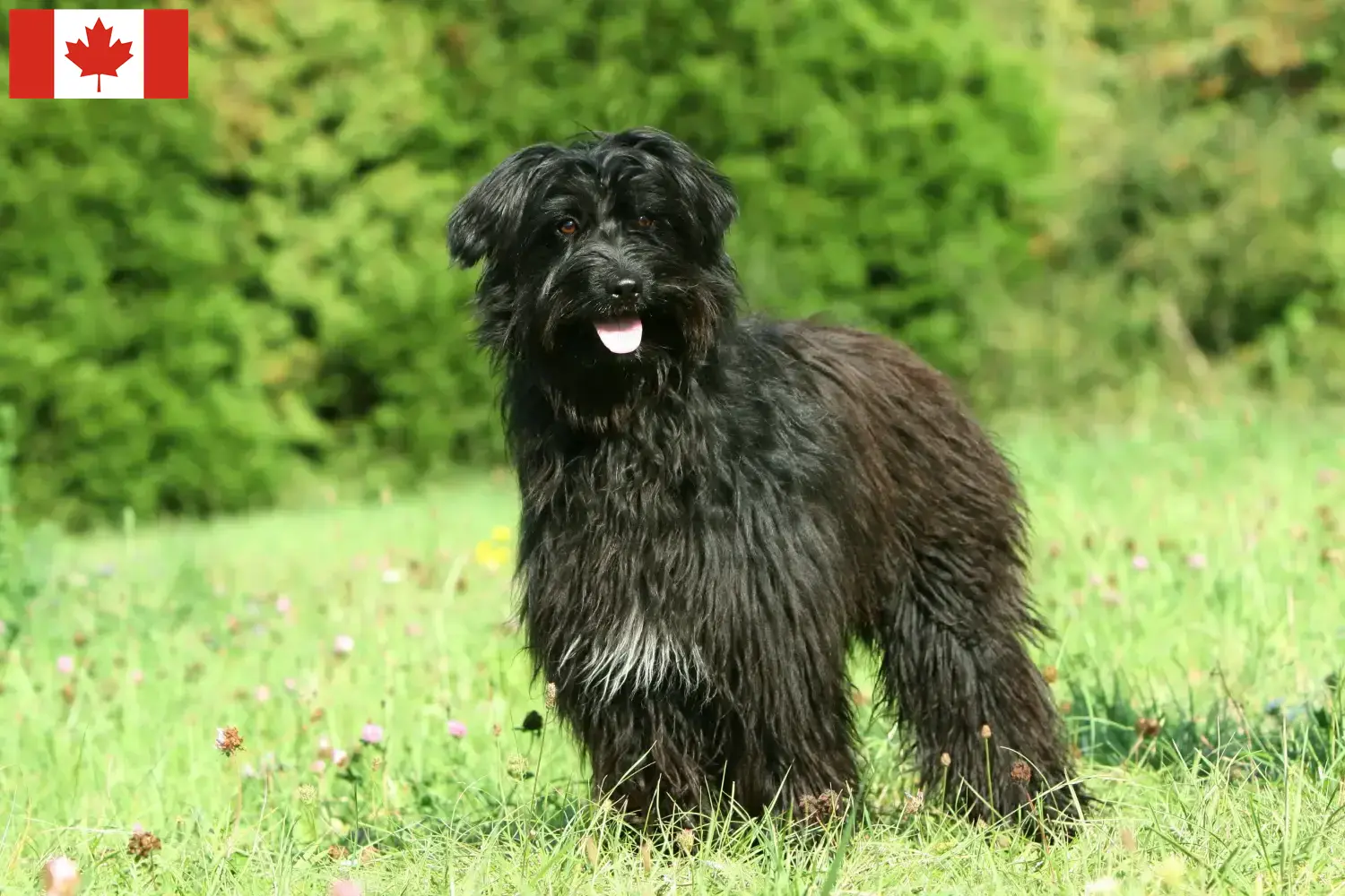 Lees meer over het artikel Berger des Pyrenees fokkers en pups in Canada