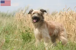 Lees meer over het artikel Berger des Pyrenees fokkers en pups in de VS
