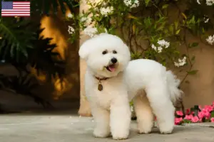 Lees meer over het artikel Bichon Frisé fokkers en puppy’s in de Verenigde Staten