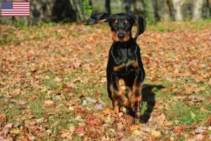 Lees meer over het artikel Black and Tan Coonhound fokkers en puppies in de Verenigde Staten