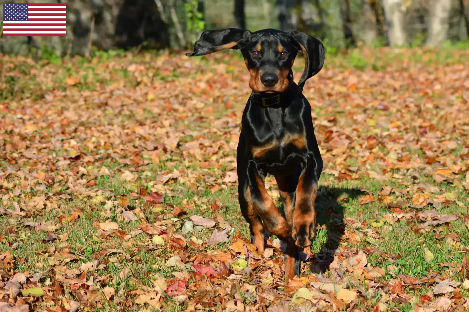 Black and Tan Coonhound pups en fokkers USA Vind Black and Tan Coonhounds fokkers in de Verenigde Staten.
