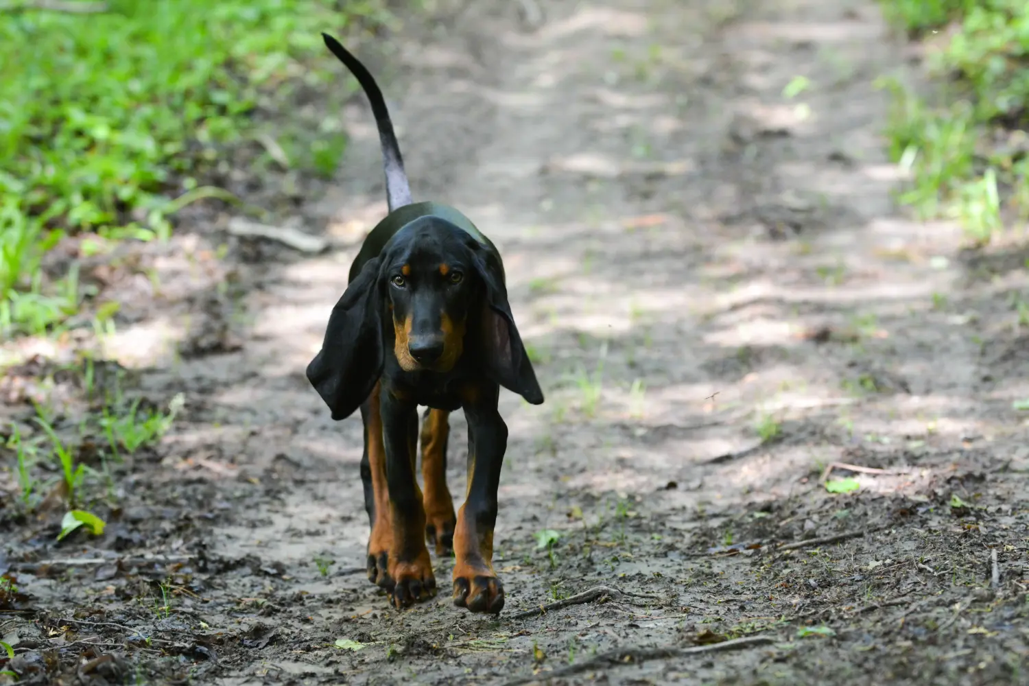 Een Black and Tan Coonhound puppy kopen betekent verantwoordelijkheid nemen! Koop Black and Tan Coonhound puppy's.
