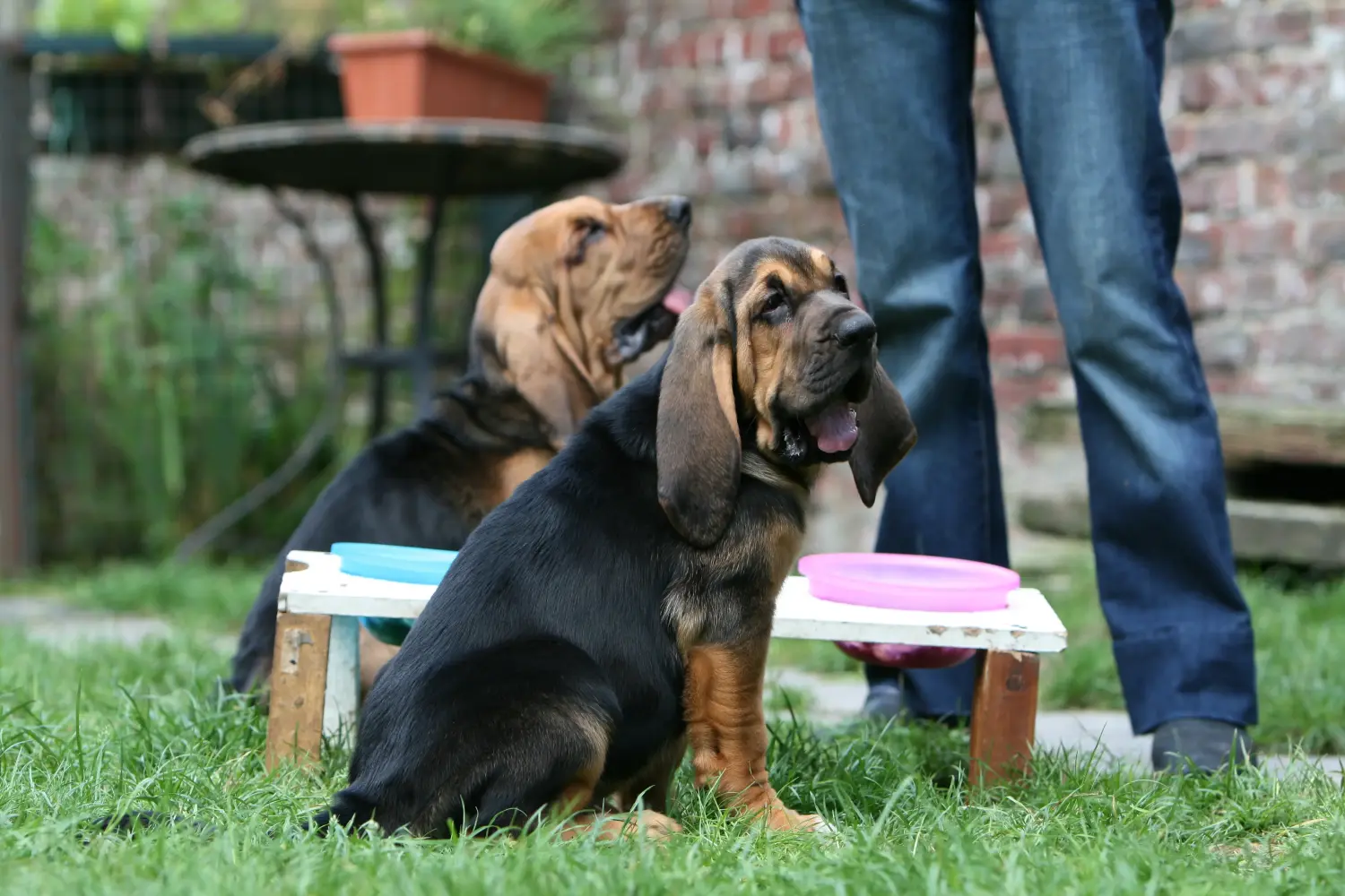 Een Bloodhound puppy kopen betekent verantwoordelijkheid nemen! Bloedhond puppy's kopen.