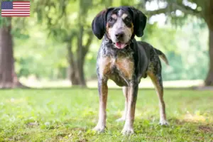 Lees meer over het artikel Bluetick Coonhound fokkers en pups in de Verenigde Staten