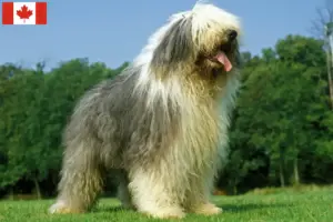 Lees meer over het artikel Bobtail fokkers en puppies in Canada