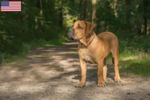 Lees meer over het artikel Boerboel fokkers en pups in de VS