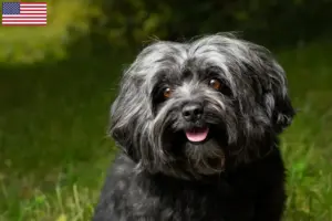 Lees meer over het artikel Bolonka Zwetna fokkers en pups in de VS