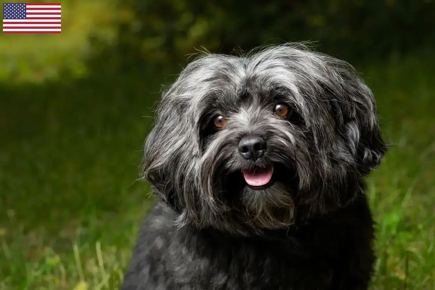 Bolonka Zwetna puppy's en fokkers USA Hier vind je Bolonka Zwetnas fokkers in de VS.