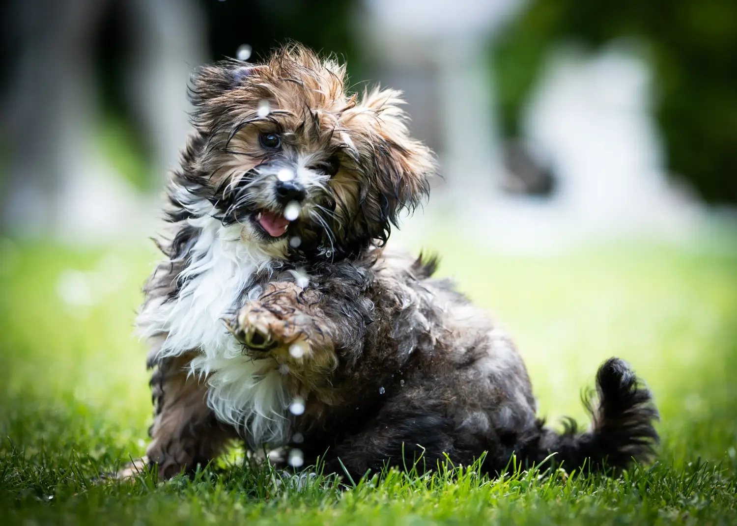 Een Bolonka Zwetna puppy kopen betekent verantwoordelijkheid nemen! Bolonka Zwetna puppy kopen.