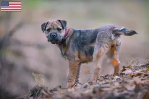 Lees meer over het artikel Border Terriër fokkers en pups in de VS