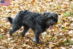 Lees meer over het artikel Bordoodle fokkers en puppy’s in de VS