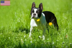Lees meer over het artikel Boston Terrier fokkers en puppy’s in de VS