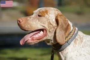 Lees meer over het artikel Braque du Bourbonnais fokkers en puppies in de VS