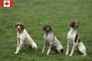 Lees meer over het artikel Braque français type Pyrénées fokkers en pups in Canada