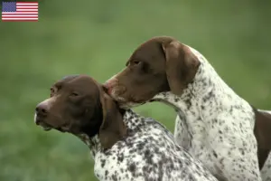 Lees meer over het artikel Braque français type Pyrénées fokkers en puppies in de USA