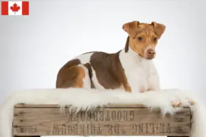 Lees meer over het artikel Braziliaanse Terrier Fokker en Puppies in Canada