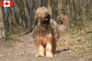 Lees meer over het artikel Briard fokkers en pups in Canada