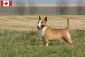 Lees meer over het artikel Bull Terrier fokkers en puppies in Canada