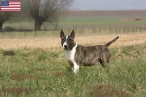 Lees meer over het artikel Bull Terrier fokkers en puppy’s in de VS