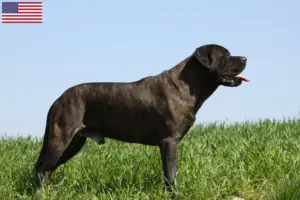 Lees meer over het artikel Bullmastiff fokkers en puppy’s in de VS