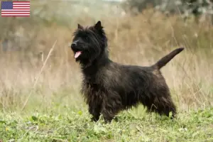 Lees meer over het artikel Cairn Terrier Fokkers en Puppies in de Verenigde Staten