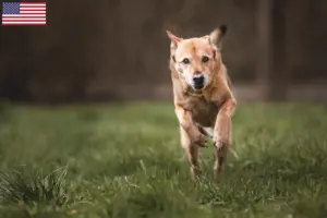 Lees meer over het artikel Canaan Hondenfokkers en Puppies in de Verenigde Staten