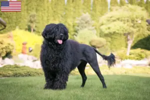 Lees meer over het artikel Cão de Agua português fokkers en puppies in de VS