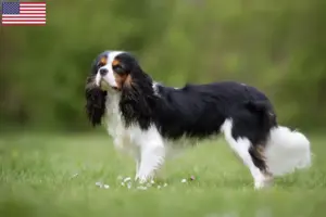 Lees meer over het artikel Cavalier King Charles Spaniël fokkers en pups in de VS