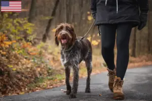 Lees meer over het artikel Český fousek fokkers en pups in de VS