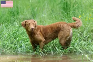 Lees meer over het artikel Chesapeake Bay Retriever fokkers en puppy’s in de VS