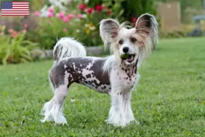 Lees meer over het artikel Chinese Naakthonden fokkers en puppy’s in de VS