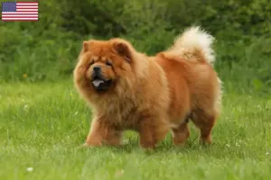 Lees meer over het artikel Chow Chow fokkers en puppy’s in de VS