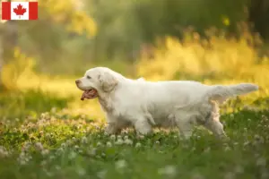 Lees meer over het artikel Clumber Spaniel fokkers en pups in Canada