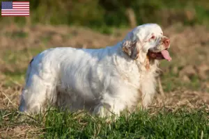 Lees meer over het artikel Clumber Spaniel fokkers en pups in de VS