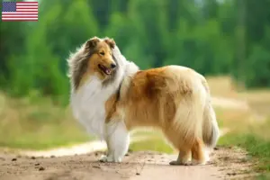 Lees meer over het artikel Colliefokkers en puppy’s in de VS