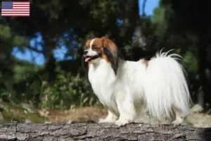 Lees meer over het artikel Continentale Dwergspaniël Fokker en Puppies in de VS