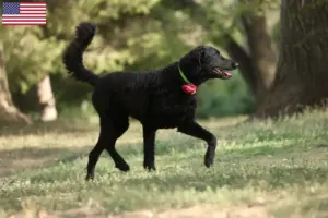 Lees meer over het artikel Curly Coated Retriever fokkers en puppy’s in de VS