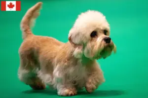 Lees meer over het artikel Dandie Dinmont Terrier fokkers en pups in Canada