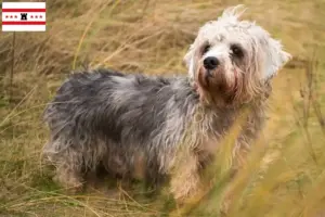 Lees meer over het artikel Dandie Dinmont Terrier fokkers en pups in Drenthe