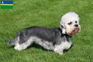 Lees meer over het artikel Dandie Dinmont Terrier fokkers en pups in Flevoland